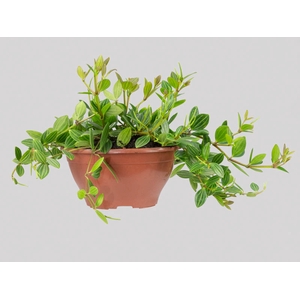 PEPEROMIA PUTEOLATA C21
