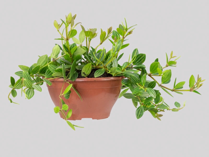 PEPEROMIA PUTEOLATA C21