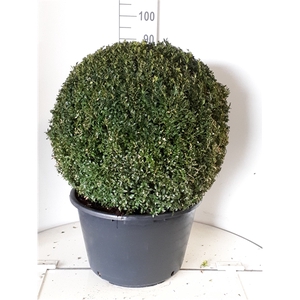 Buxus sempervirens bol 70