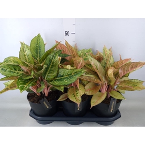 Aglaonema   ...