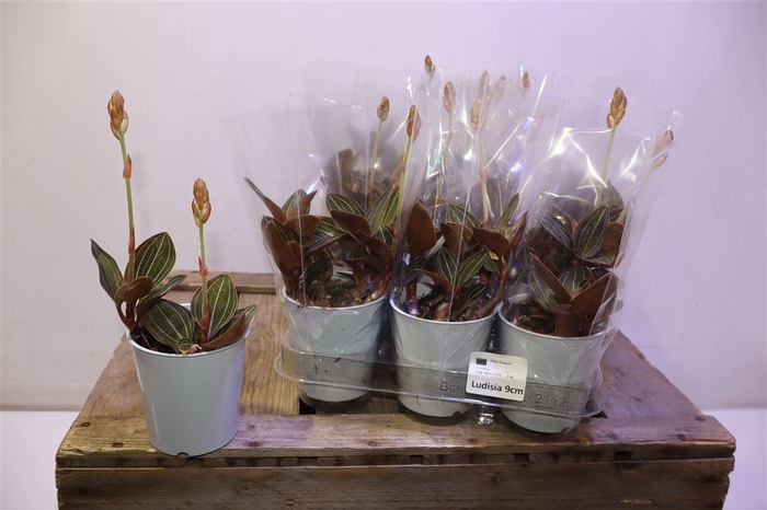 <h4>Lud Discolor</h4>