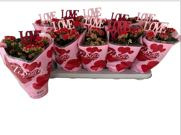 <h4>KAL GE PERFECTA RED</h4>