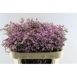 Lim Piuma Pink Touch