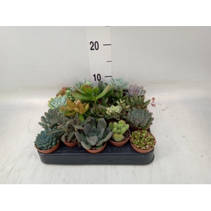 Succulents   ...