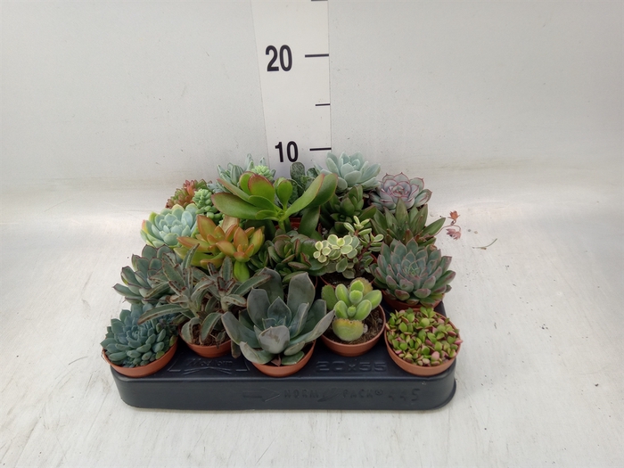 <h4>Succulents   ...</h4>