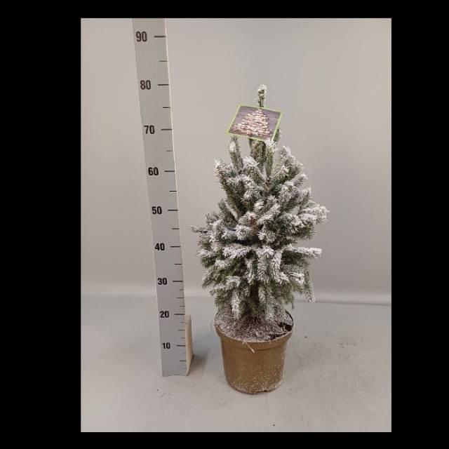 <h4>PICEA GL SUPER GREEN</h4>