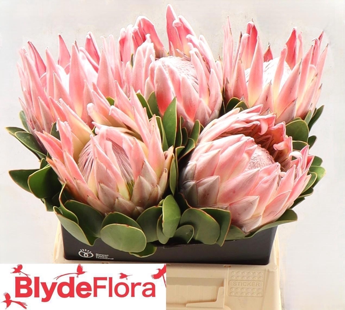 <h4>PROTEA CYNAROIDES</h4>