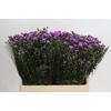Aster Casarosa
