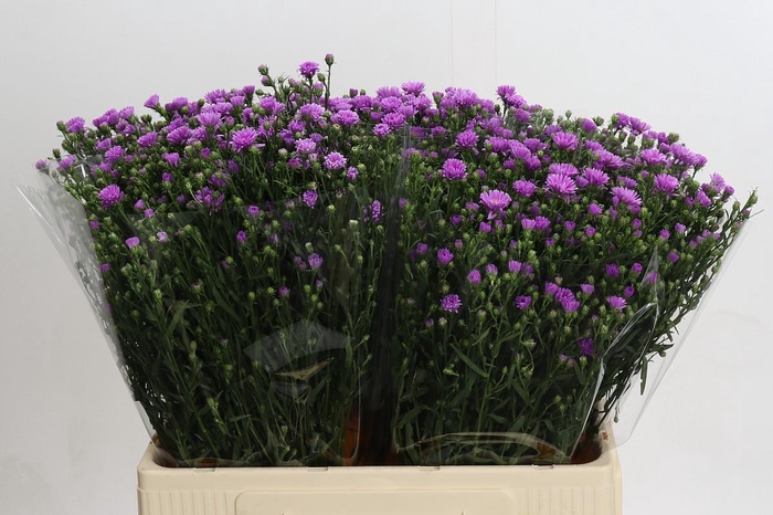 Aster Casarosa