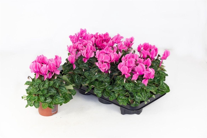 Cycl Md Sup Allure Pink
