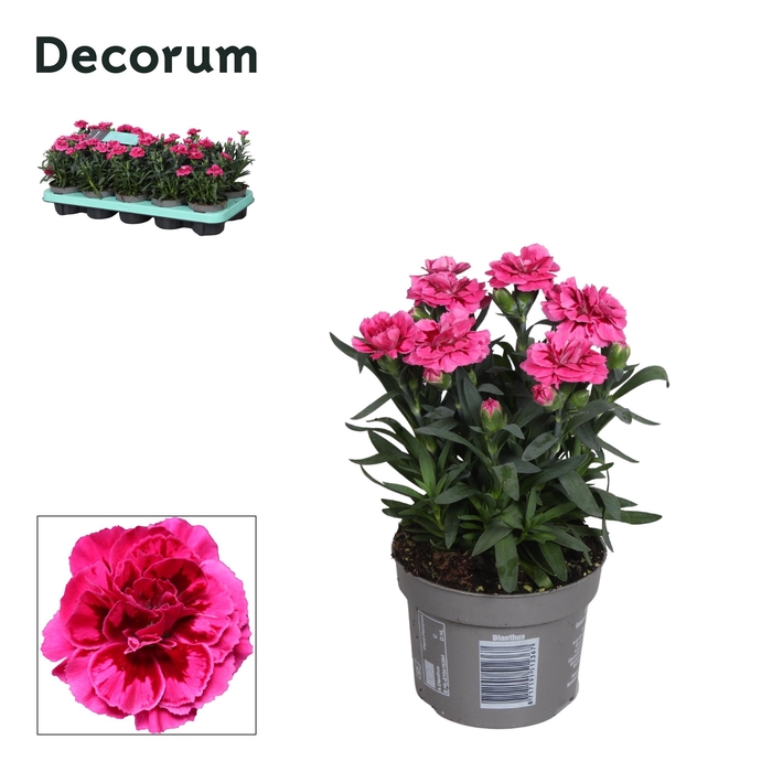 <h4>Dianthus - 10,5 cm - Oscar Purple Wings - Decorum</h4>