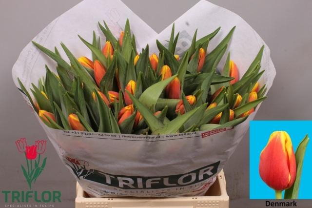 <h4>TU EN DENMARK</h4>