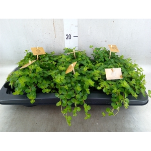 Peperomia rotundifolia
