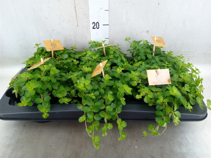 <h4>Peperomia rotundifolia</h4>