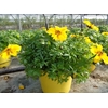 Bidens overig