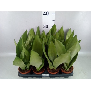 Sansevieria trifa. 'Moonshine'