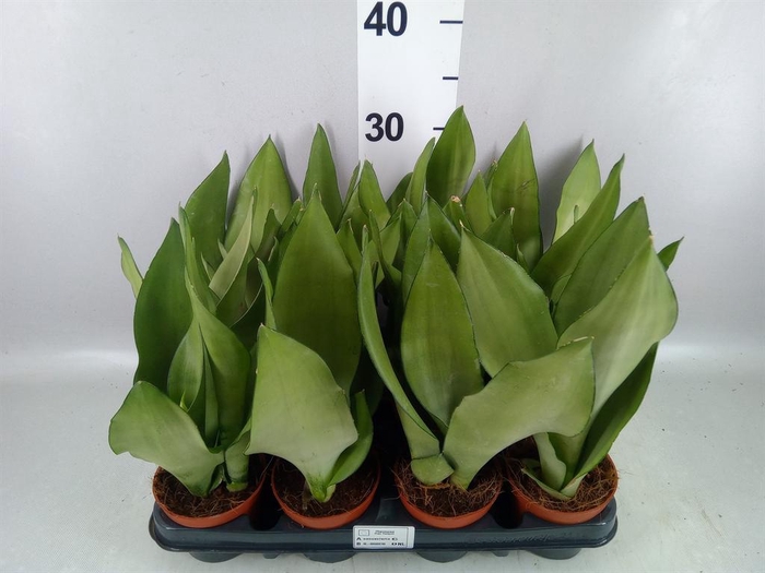 <h4>Sansevieria trifa. 'Moonshine'</h4>