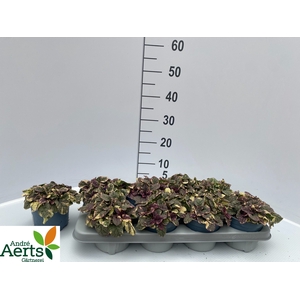 AJUGA R BURGUNDY GLO