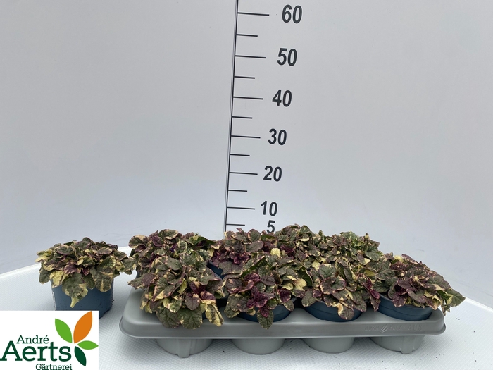 <h4>AJUGA R BURGUNDY GLO</h4>