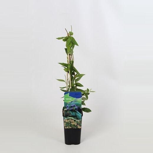 <h4>Lonicera Henryi</h4>