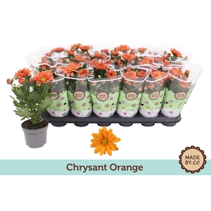 Chrysant Orange