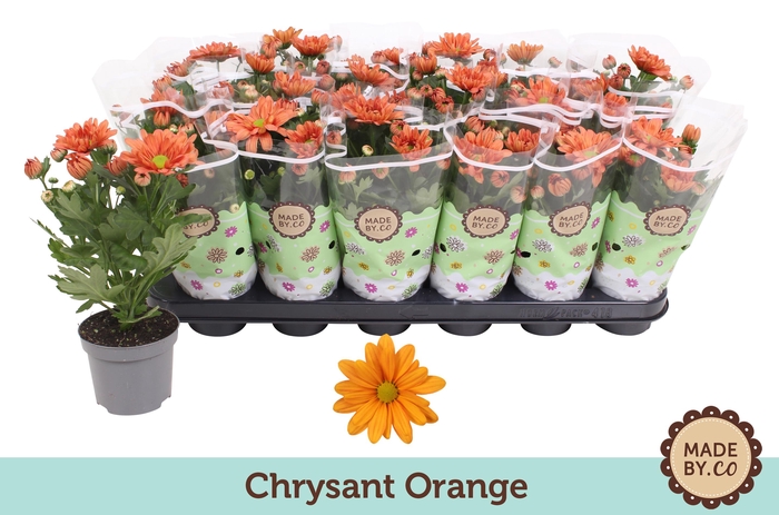 <h4>Chrysant Orange</h4>