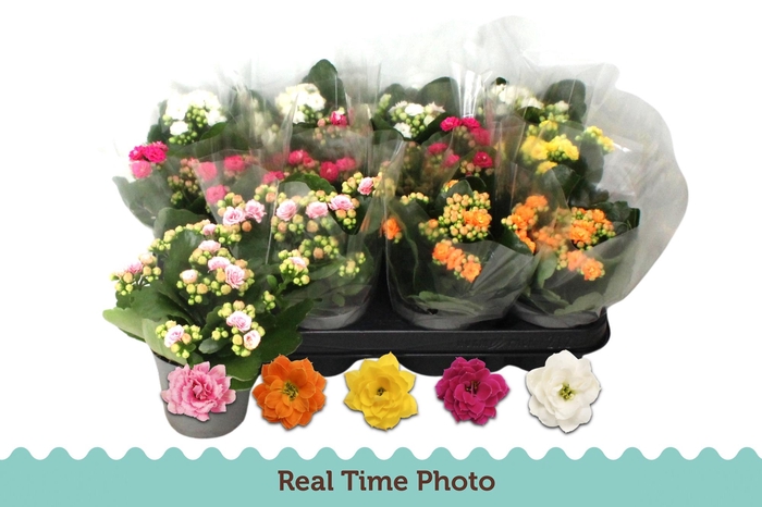 <h4>KAL GE GEM 5 KL</h4>