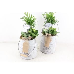 arr2 TD - Zink melkbus - wit