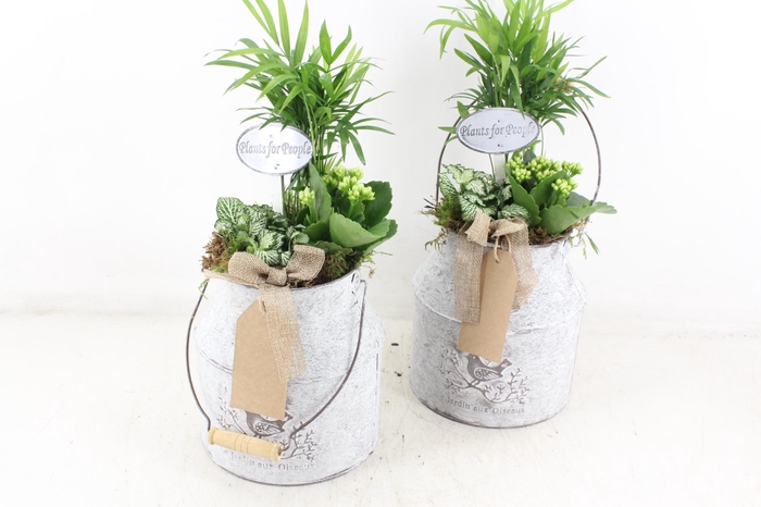 <h4>arr2 TD - Zink melkbus - wit</h4>