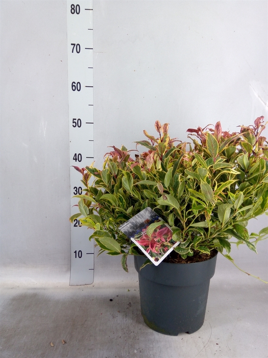 <h4>Leucothoe axillaris</h4>