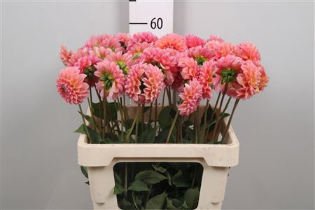 <h4>Dahl Lindas Baby</h4>
