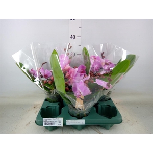 Phalaenopsis  'Muse Pink'