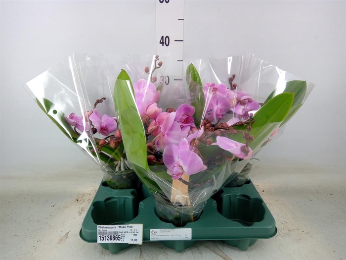 <h4>Phalaenopsis  'Muse Pink'</h4>