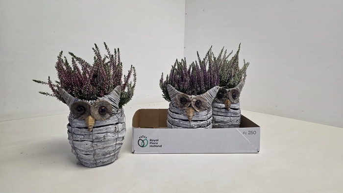 <h4>ARR TUINPLANTEN</h4>
