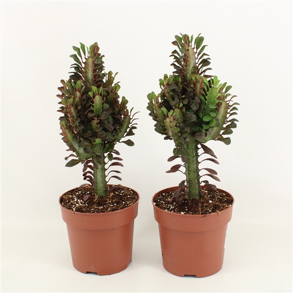 <h4>Euphorbia Trigona Rubra p17</h4>