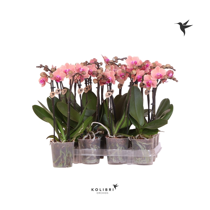 <h4>Kolibri Orchids Phalaenopsis Orange 2 spike no etiket</h4>