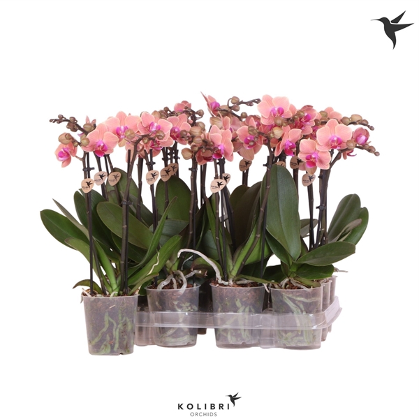 <h4>Kolibri Orchids Phalaenopsis Orange 2 spike no label</h4>