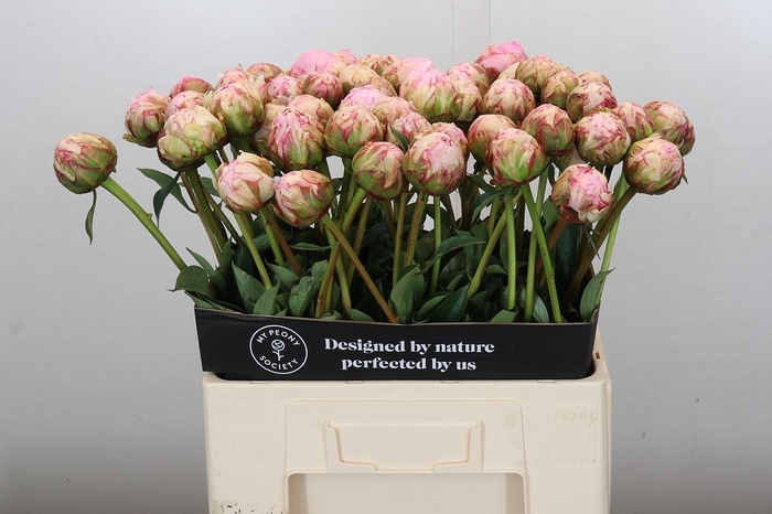 <h4>Paeonia Pillow Talk</h4>