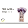 Anth A Maravilla
