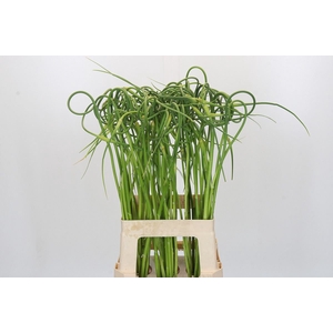 Allium sativum var. ophioscorodon