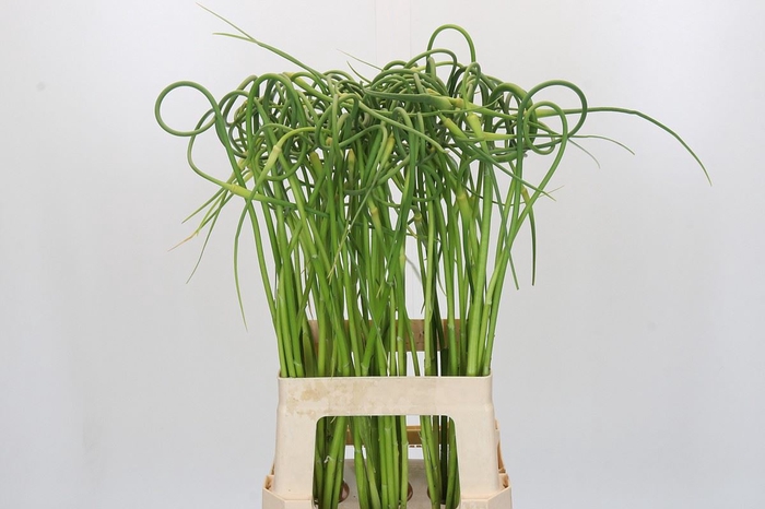 <h4>Allium sativum var. ophioscorodon</h4>