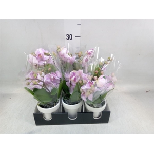 Phalaenopsis multi.   ...rose