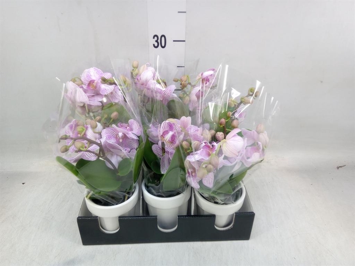 <h4>Phalaenopsis multi. ...rose</h4>