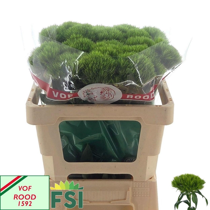 <h4>DI BARB GREEN WICKY</h4>