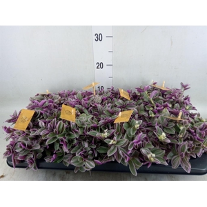 Tradescantia cerinth. 'Sweetness'