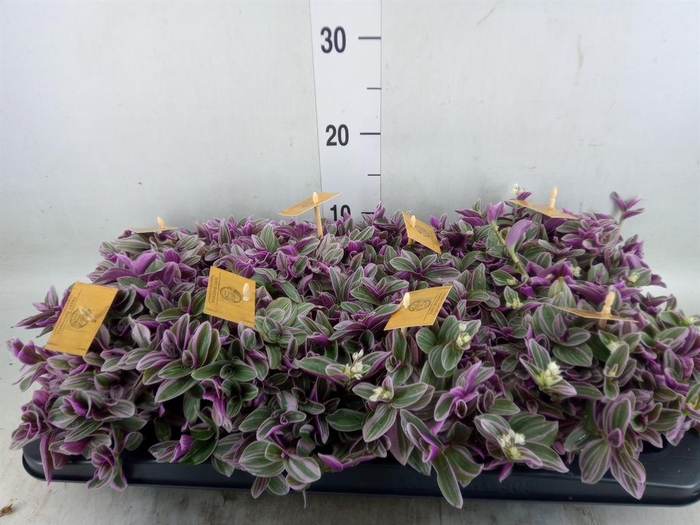 <h4>Tradescantia cerinth. 'Sweetness'</h4>