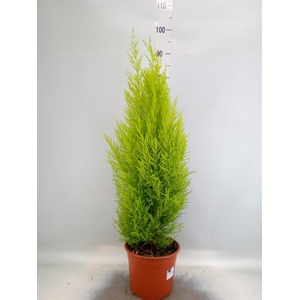 Cupressus macro. 'Goldcrest'