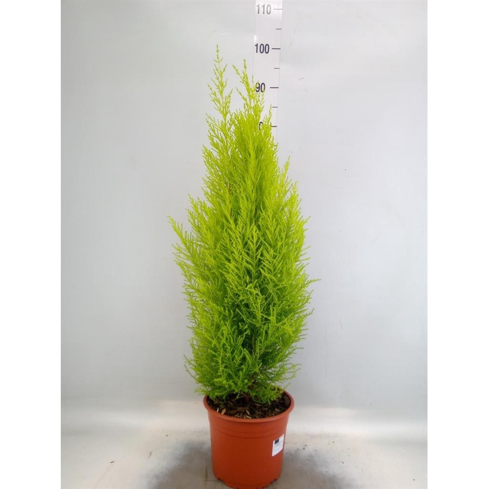 <h4>Cupressus macro. 'Goldcrest'</h4>