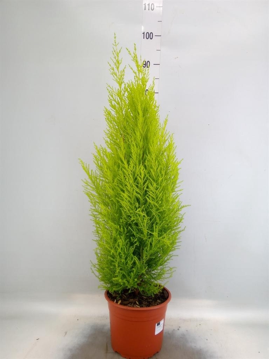 <h4>Cupressus macro. 'Goldcrest'</h4>