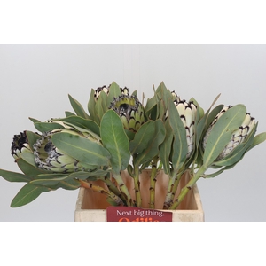 Protea Barbigera Snow Leopard